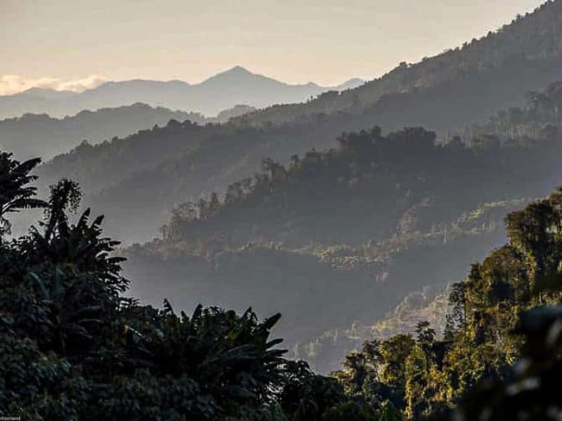 Untouched tropical and subtropical rainforests and cloud forests