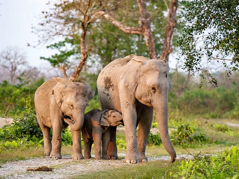 Meghalaya and Assam Tour Image