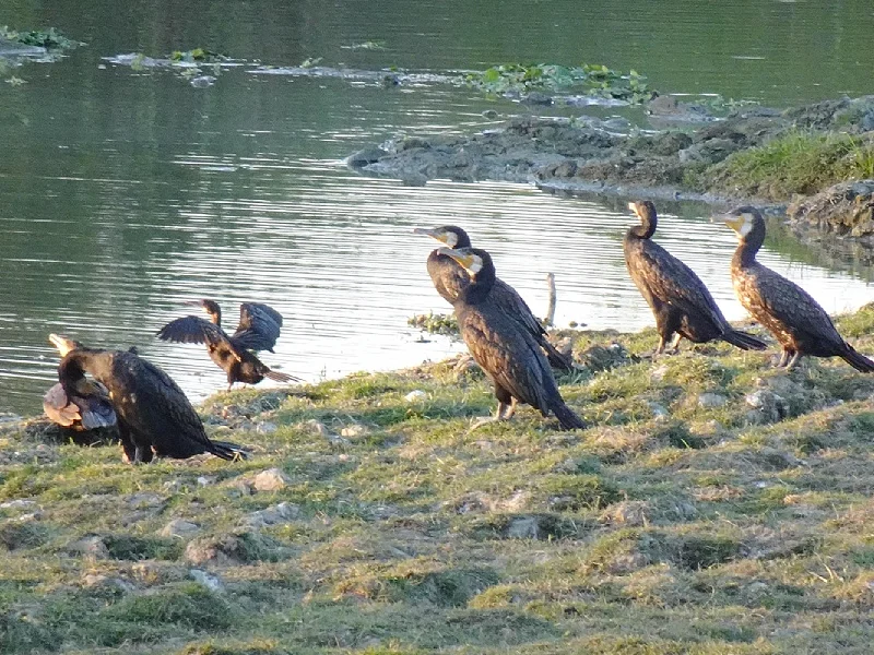 Kaziranga National Park Tour in Assam Image