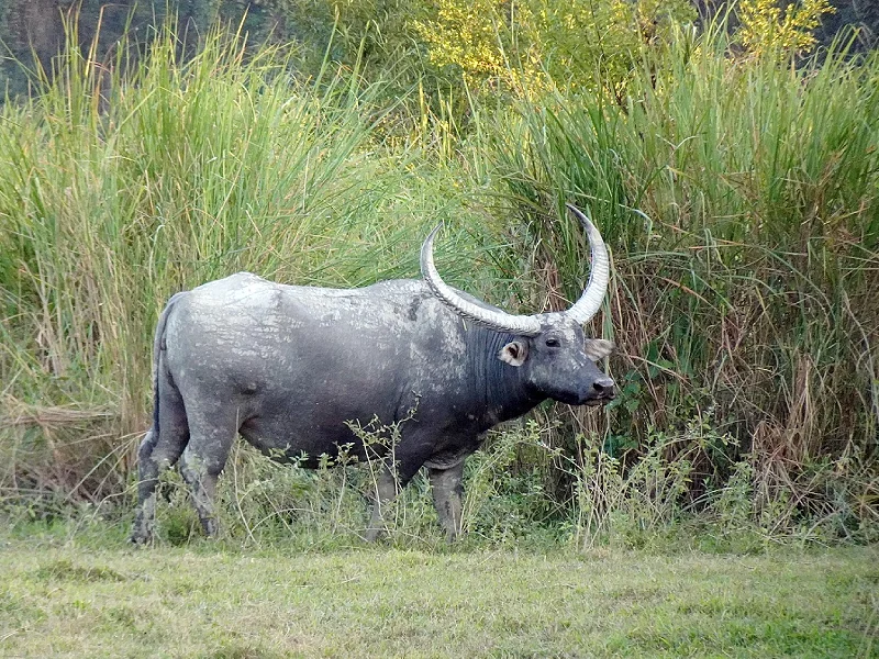 Kaziranga National Park Tour in Assam Image