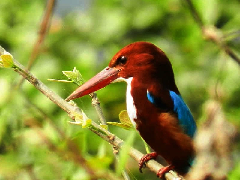 Manipur, Nagaland and Assam Tour Image