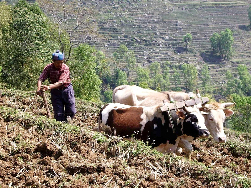 Farmer plows Image