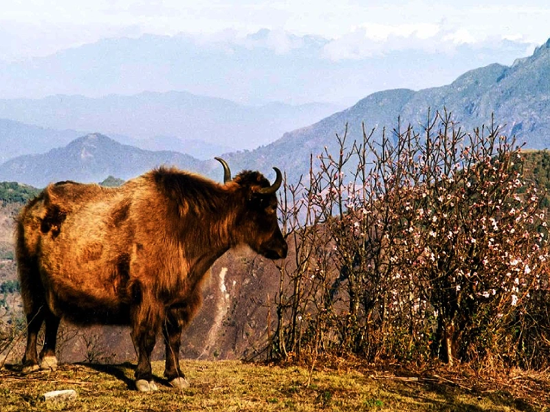 Darjeeling Sherpa Phalut Trekking – Wandern zwischen Bhutan and Nepal