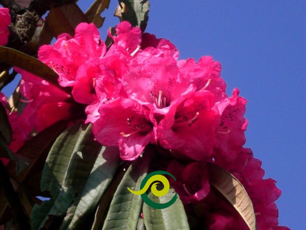 Trek Darjeeling Sherpa Phalut