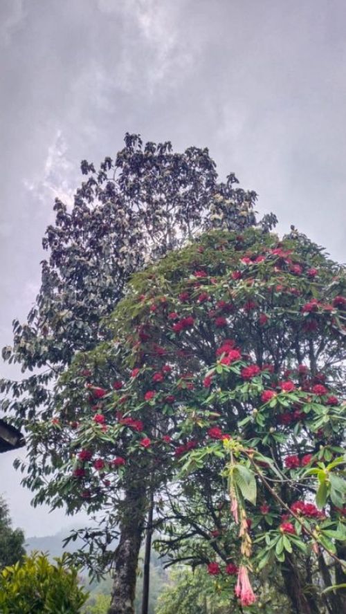 sikkim.ch Photos