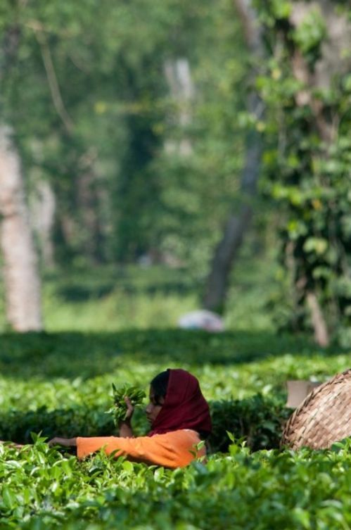 sikkim.ch Photos