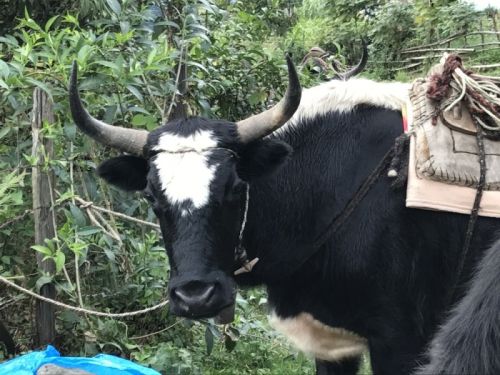sikkim.ch Photos