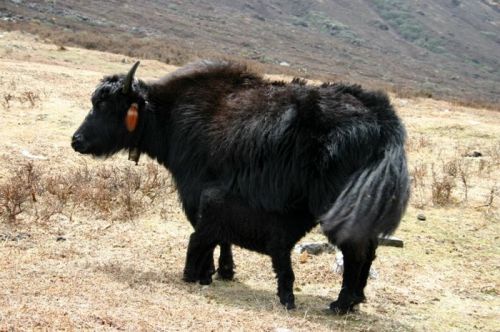 sikkim.ch Photos
