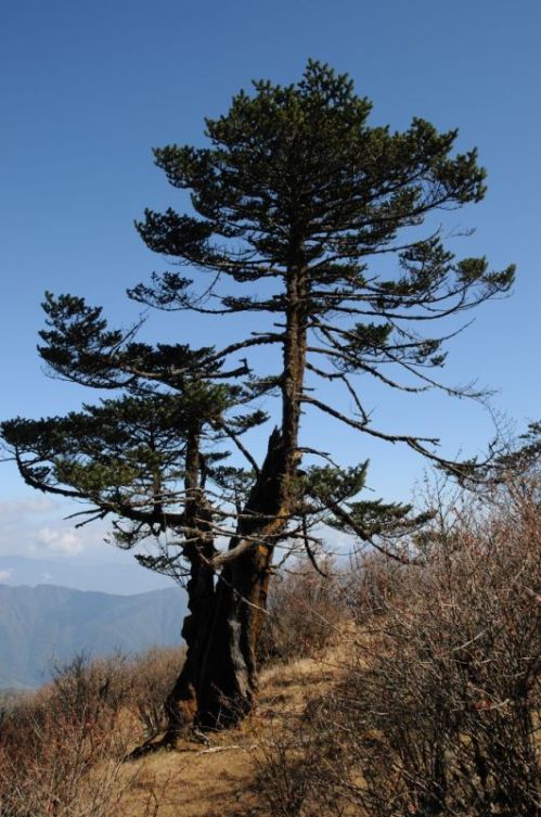 sikkim.ch Photos