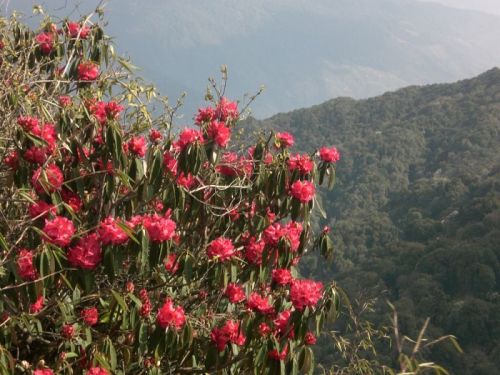 sikkim.ch Photos