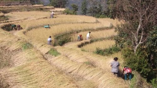 sikkim.ch Photos