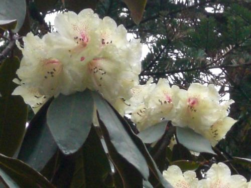 sikkim.ch Photos