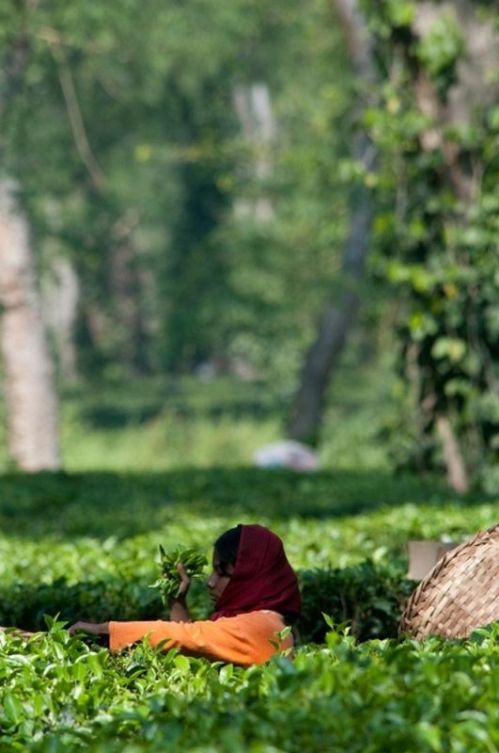 sikkim.ch Photos