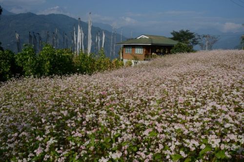 sikkim.ch Photos