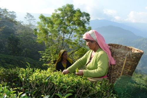 sikkim.ch Photos
