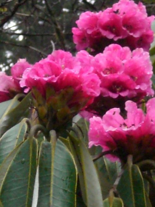 sikkim.ch Photos