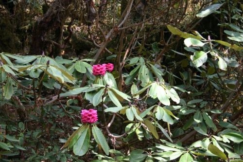 sikkim.ch Photos