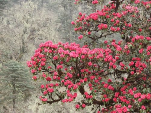 sikkim.ch Photos