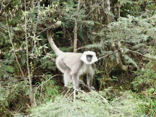 sikkim.ch Photos