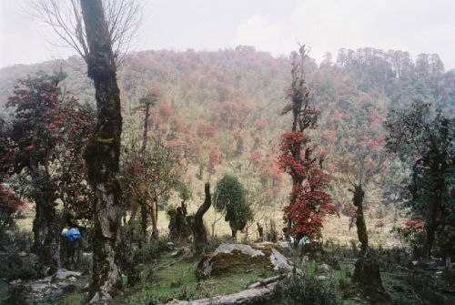 sikkim.ch Photos
