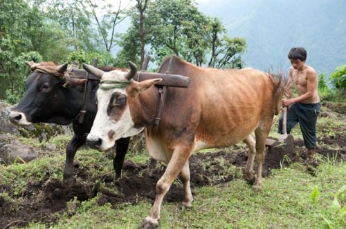 sikkim.ch Photos