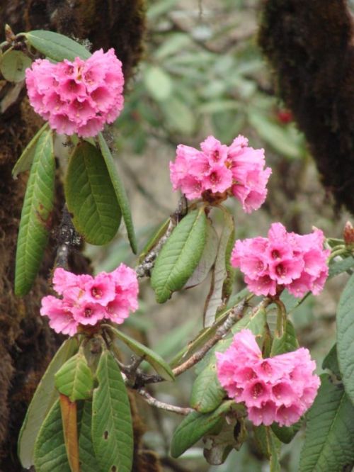 sikkim.ch Photos