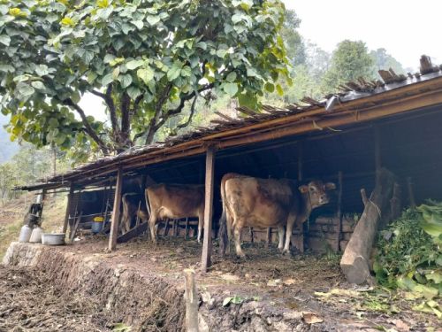 sikkim.ch Photos