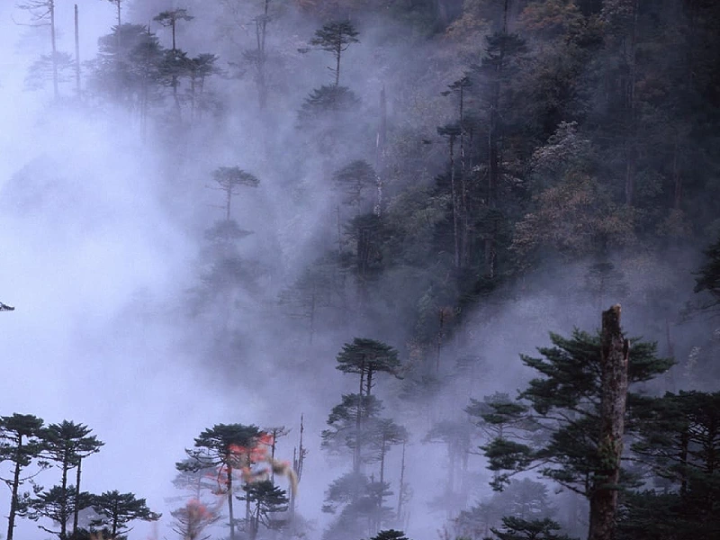Untouched tropical and subtropical rainforests and cloud forests