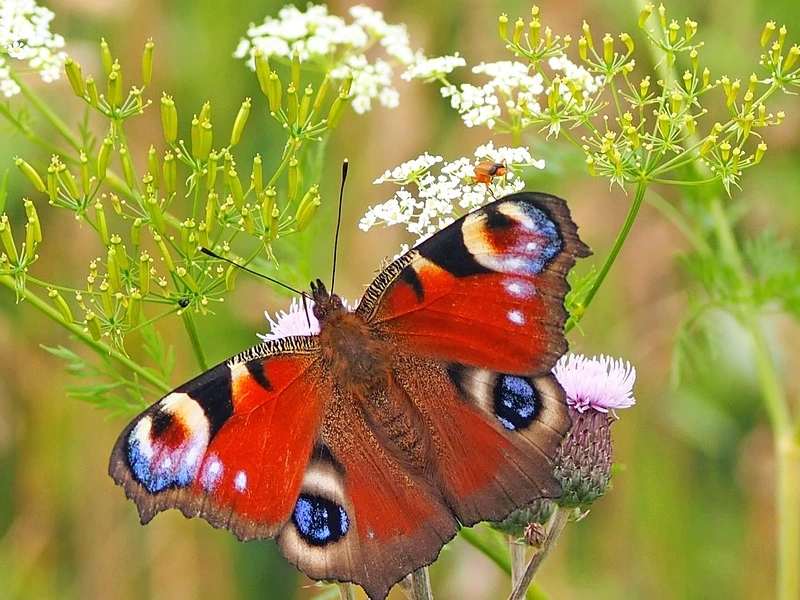 Flora and Fauna of Assam