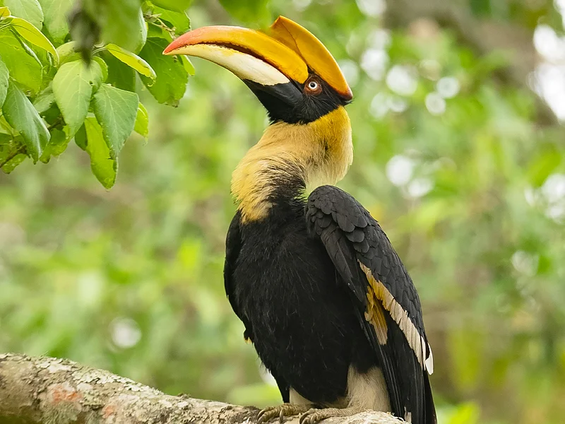 Meghalaya and Assam Tour Image