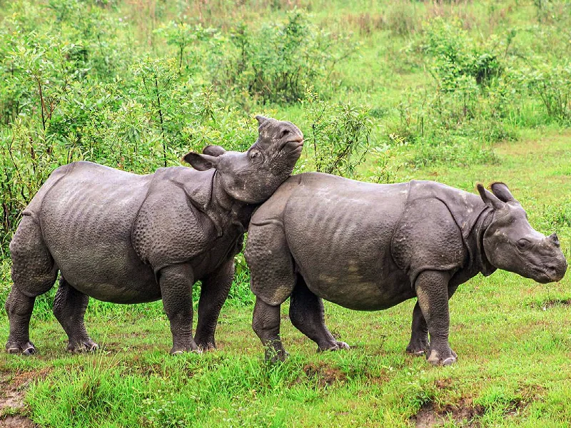 Kaziranga Safari & Brahmaptura Cultural Tour
