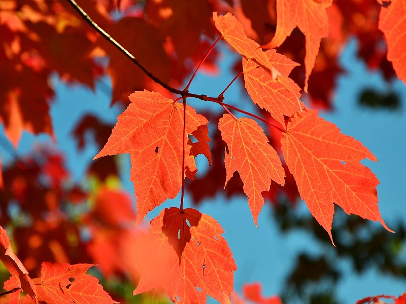 Fall: October to mid-December