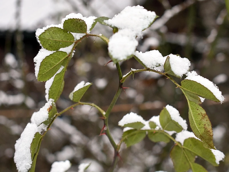 Winter: December to February