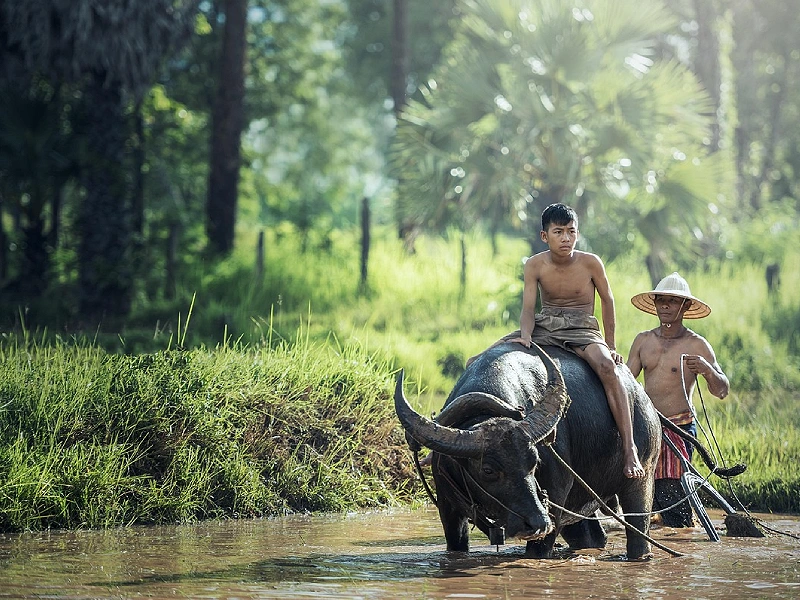 Flora and fauna - Nagaland