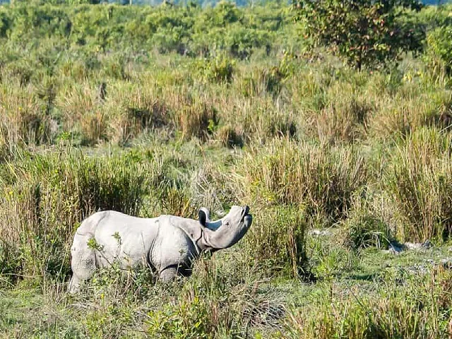 Kaziranga National Park Image