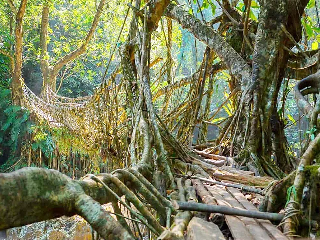 A beautiful example of plant-architecture  Living Roots Bridge in Meghalaya image