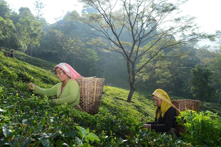 Darjeeling Sikkim Kalimpong Image