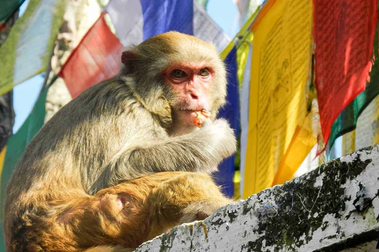 Darjeeling Sikkim Kalimpong Image