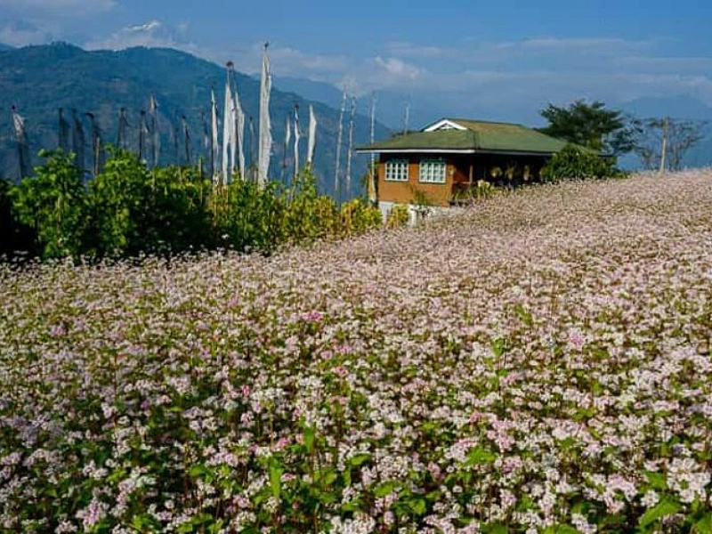Rural Sikkim Image