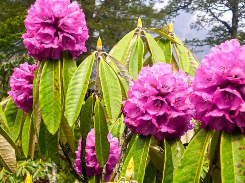 Sikkim, the North Image