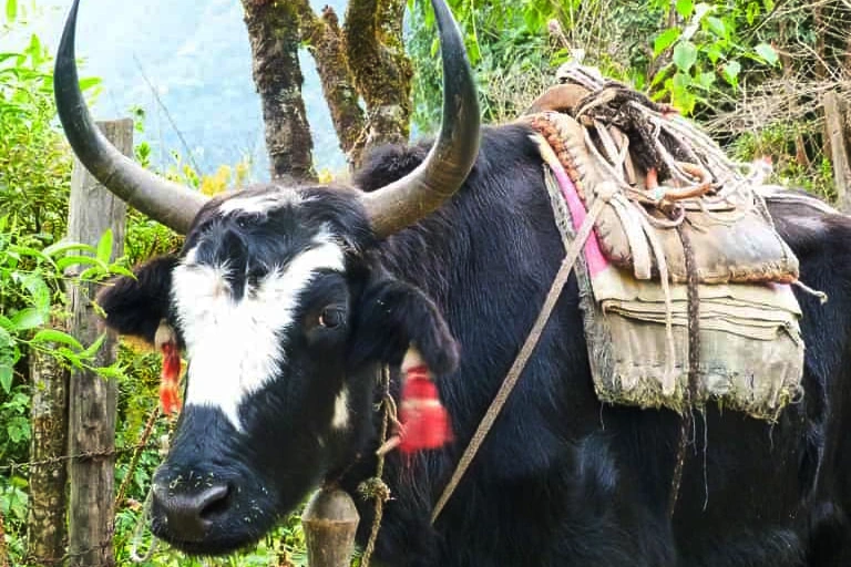 Sikkim, the south and west Image