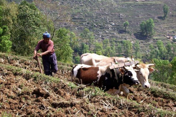 sikkim.ch | Nordostinidien und Sikkim Reisen - Bild zu Über Sikkim.ch / Terralaya