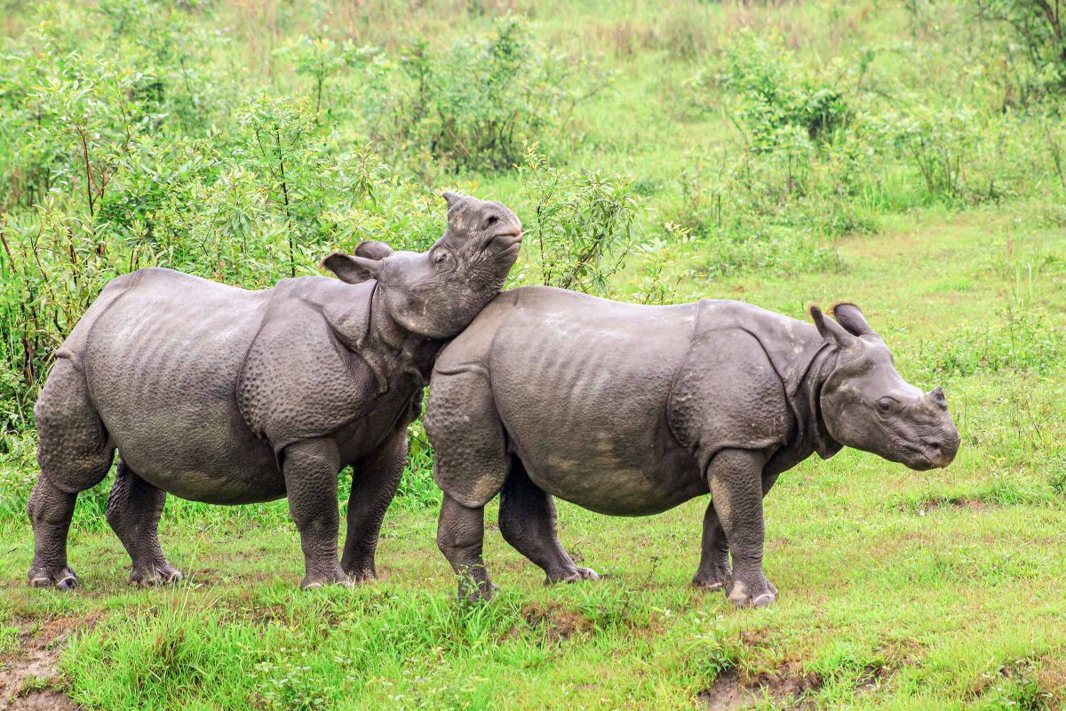 sikkim.ch | Nordostinidien und Sikkim Reisen - Bild zu Kaziranga Safari & Brahmaptura Kulturreise