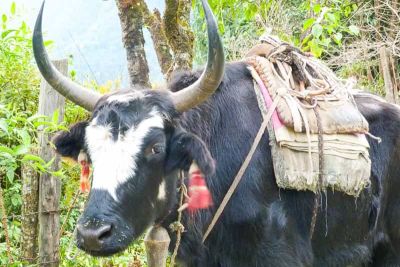 sikkim.ch | Nordostinidien und Sikkim Reisen - Bild zu Sikkim, der Süden und Westen