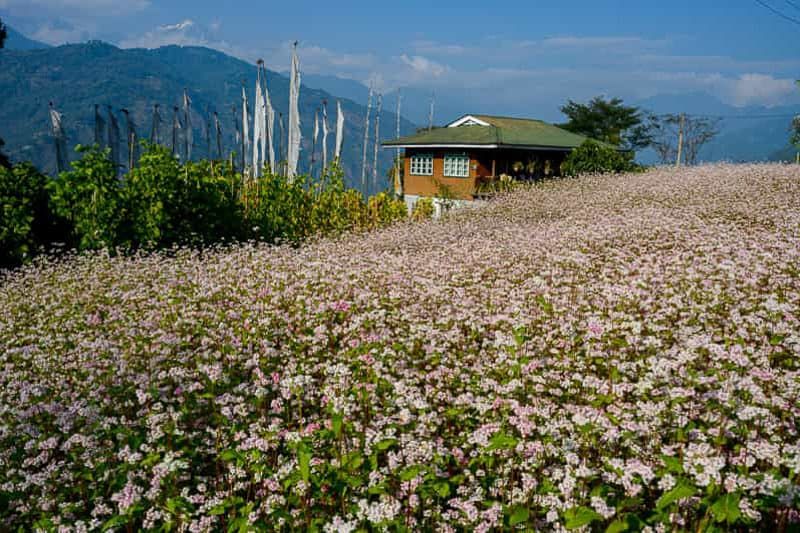 Bild Darjeeling, Sikkim und Bhutan 16 sikkim.ch | Nordostinidien und Sikkim Reisen - Bild zu Darjeeling, Sikkim und Bhutan