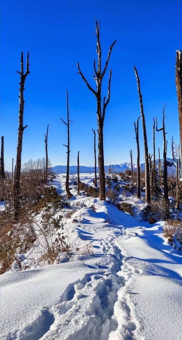 sikkim.ch | Nordostinidien und Sikkim Reisen - Bild zu Sikkim Cultural Tour & Trekking Journey