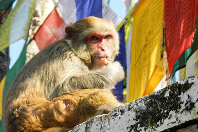 sikkim.ch | Nordostinidien und Sikkim Reisen - Bild zu Sikkim, Darjeeling & Kalimpong: Kultur- und Wanderreise