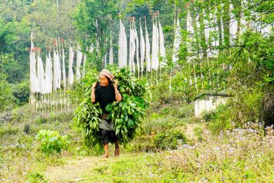 sikkim.ch | Nordostinidien und Sikkim Reisen - Bild zu Sikkim, der Osten