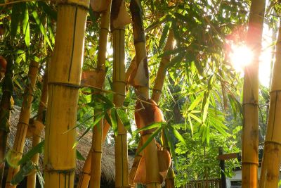 sikkim.ch | Nordostinidien und Sikkim Reisen - Bild zu Assam