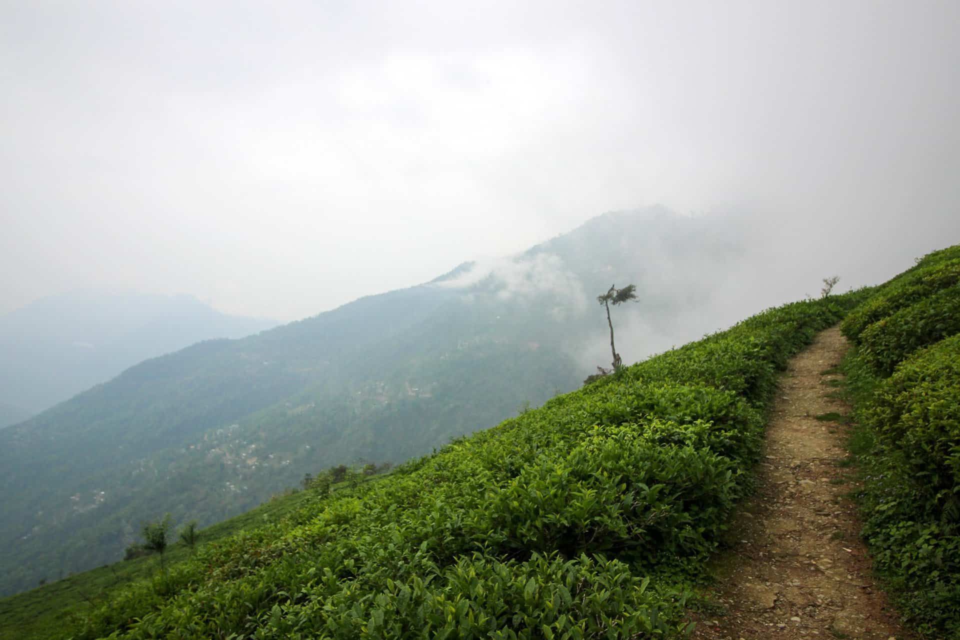 sikkim.ch | Nordostinidien und Sikkim Reisen - Bild zu Darjeeling, Toy Train und Teeplantagen, meine Indien Reise